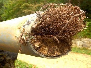 צנרת ביוב סתומה בסתימת שורשים בצנרת אינסטלטור בבת ים